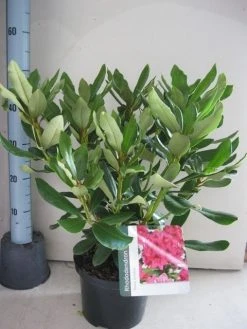 Rhododendron (Rhododendron 'Nova Zembla') 21 Rhododendron (Rhododendron 'Nova Zembla') -Groene Wereld rhododendron nova zembla c5 aug 1