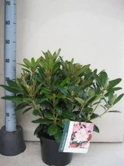 Rhododendron (Rhododendron 'Percy Wiseman') -Groene Wereld rhododendron percy wiceman c5 aug 2