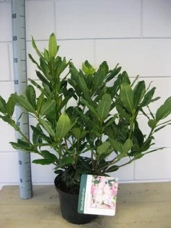 Bosrhododendron (Rhododendron Ponticum 'Roseum') -Groene Wereld rhododendron ponticum roseum c5 oktober 1