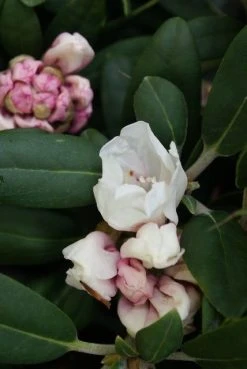Dwergrhododendron (Rhododendron 'Porzellan') -Groene Wereld rhododendron porzellan 2