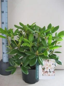 Rhododendron (Rhododendron 'Virginia Richards') -Groene Wereld rhododendron virginia richards c5 aug 1