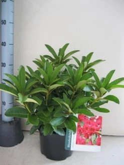 Rhododendron (Rhododendron 'Wilgen's Ruby') 37 Rhododendron (Rhododendron 'Wilgen's Ruby') -Groene Wereld rhododendron wilgens ruby c5 aug 1 1
