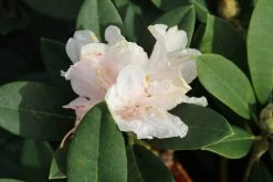 Dwergrhododendron (Rhododendron 'Golden Torch') -Groene Wereld rhododendron y. golden torch 3