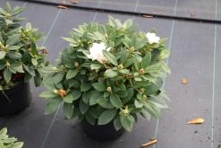 Dwergrhododendron (Rhododendron 'Golden Torch') -Groene Wereld rhododendron y. golden torch 5