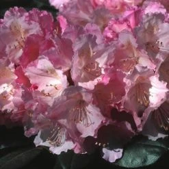 Dwergrhododendron (Rhododendron 'Polaris') 8 Dwergrhododendron (Rhododendron 'Polaris') -Groene Wereld rhpolari 2