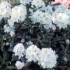 Dwergrhododendron (Rhododendron 'Porzellan') -Groene Wereld rhporzel 2