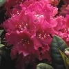 Rhododendron (Rhododendron 'Rocket') -Groene Wereld rhrocket 2