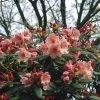 Rhododendron (Rhododendron 'Virginia Richards') -Groene Wereld rhvricha 2 1