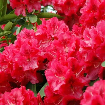 Rhododendron (Rhododendron 'Wilgen's Ruby') 3 Rhododendron (Rhododendron 'Wilgen's Ruby')