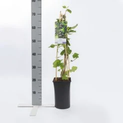 Zwarte Bes (Ribes Nigrum 'Ben Nevis') 9 Zwarte Bes (Ribes Nigrum 'Ben Nevis') -Groene Wereld ribes nigrum ben nevis 1
