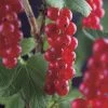 Rode Bes Op Stam (Ribes Rubrum 'Jonkheer Van Tets') -Groene Wereld ribes rubrum jonkheer van tets 3 1 1