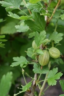 Groene Kruisbes Op Stam (Ribes Uva-crispa 'Hinnonmaki Grön') -Groene Wereld ribes uva crispa hinnonmaeki 1 1