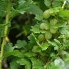 Groene Kruisbes Op Stam (Ribes Uva-crispa 'Hinnonmaki Grön') 2 Groene Kruisbes Op Stam (Ribes Uva-crispa 'Hinnonmaki Grön') -Groene Wereld ribes uva crispa hinnonmaeki 3
