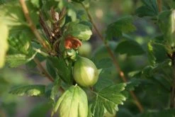 Groene Kruisbes Op Stam (Ribes Uva-crispa 'Hinnonmaki Grön') -Groene Wereld ribes uva crispa hinnonmaki gr n lage res