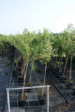 Groene Kruisbes Op Stam (Ribes Uva-crispa 'Hinnonmaki Grön') -Groene Wereld ribes uva crispa hinnonmaki gr n stam lage res