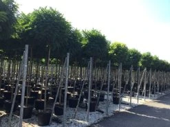 Bolacacia (Robinia Pseudoacacia 'Umbraculifera') -Groene Wereld robinia p. umbraculifera 14 16