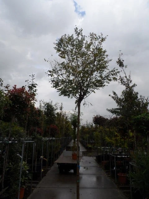 Bolacacia (Robinia Pseudoacacia 'Umbraculifera') 10 Bolacacia (Robinia Pseudoacacia 'Umbraculifera') - Afbeelding 8