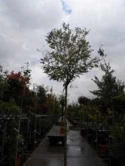 Bolacacia (Robinia Pseudoacacia 'Umbraculifera') -Groene Wereld robinia ps. umbraculifera 1214 2