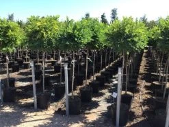 Bolacacia Op Stam (Robinia Pseudoacacia 'Umbraculifera') -Groene Wereld robinia ps umbraculifera halfstam