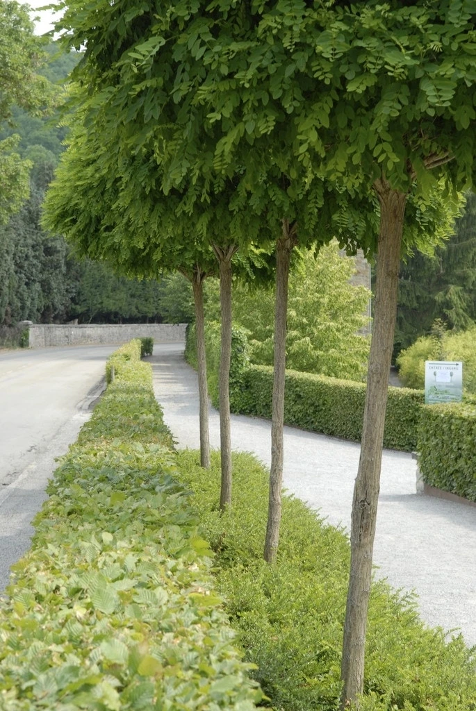 Bolacacia (Robinia Pseudoacacia 'Umbraculifera') 4 Bolacacia (Robinia Pseudoacacia 'Umbraculifera') - Afbeelding 2