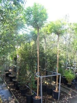 Bolacacia (Robinia Pseudoacacia 'Umbraculifera') 23 Bolacacia (Robinia Pseudoacacia 'Umbraculifera') -Groene Wereld robinia pseudoacacia umbraculifera 10 12ho cont 1