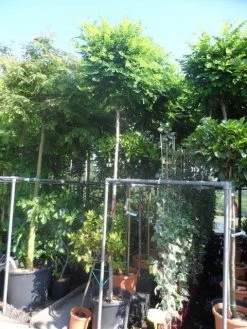 Bolacacia (Robinia Pseudoacacia 'Umbraculifera') 24 Bolacacia (Robinia Pseudoacacia 'Umbraculifera') -Groene Wereld robinia pseudoacacia umbraculifera 12 14ho cont 1