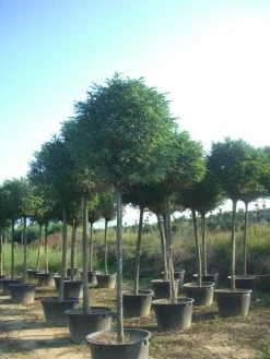 Bolacacia (Robinia Pseudoacacia 'Umbraculifera') 25 Bolacacia (Robinia Pseudoacacia 'Umbraculifera') -Groene Wereld robinia pseudoacacia umbraculifera 20 25ho c230 1