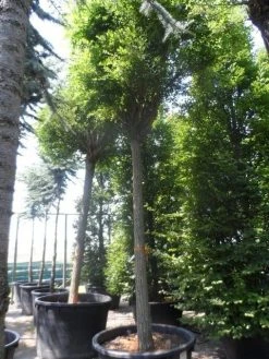 Bolacacia (Robinia Pseudoacacia 'Umbraculifera') -Groene Wereld robinia pseudoacacia umbraculifera 35 40ho c500 2