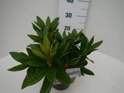 Rhododendron (Rhododendron 'Rocket') -Groene Wereld rocket c2 zij 1