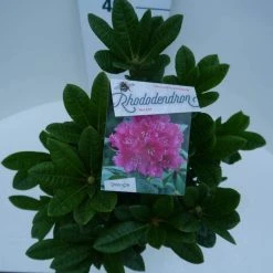 Rhododendron (Rhododendron 'Rocket') -Groene Wereld rocket c5 boven 1
