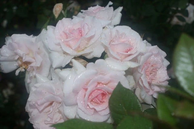 Grootbloemige Roos (Rosa 'A Whiter Shade Of Pale') 4 Grootbloemige Roos (Rosa 'A Whiter Shade Of Pale') - Afbeelding 2