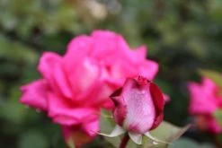 Grootbloemige Roos (Rosa 'Acapella') -Groene Wereld rosa acapella 2