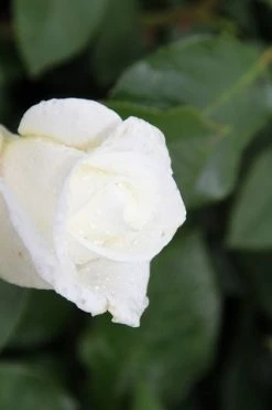 Grootbloemige Roos (Rosa 'Annapurna')