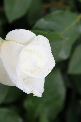 Grootbloemige Roos (Rosa 'Annapurna') 3 Grootbloemige Roos (Rosa 'Annapurna')