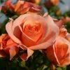 Bodembedekkende Roos (Rosa 'Aprikola') 2 Bodembedekkende Roos (Rosa 'Aprikola') -Groene Wereld rosa aprikola