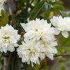 Klimroos (Rosa Banksiae Alba) -Groene Wereld rosa banksiae alba 1