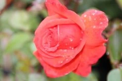 Klimroos (Rosa 'Bionda') 7 Klimroos (Rosa 'Bionda') -Groene Wereld rosa bionda 1