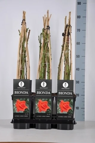 Klimroos (Rosa 'Bionda') 4 Klimroos (Rosa 'Bionda') - Afbeelding 2