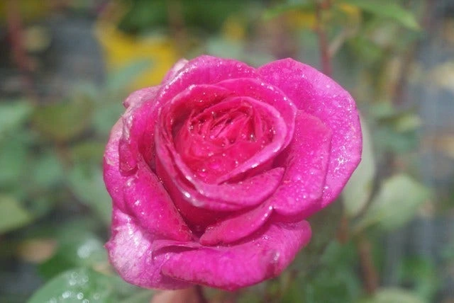 Speciale Roos (Rosa 'Blackberry Nip') 4 Speciale Roos (Rosa 'Blackberry Nip') - Afbeelding 2