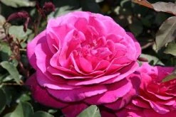 Speciale Roos (Rosa 'Blackberry Nip') 11 Speciale Roos (Rosa 'Blackberry Nip') -Groene Wereld rosa blackberry nip 3 1