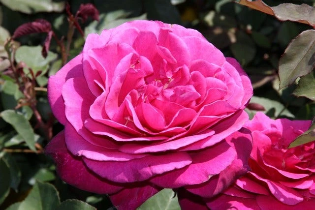 Speciale Roos (Rosa 'Blackberry Nip') 5 Speciale Roos (Rosa 'Blackberry Nip') - Afbeelding 3