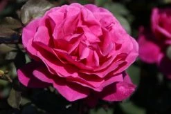 Speciale Roos (Rosa 'Blackberry Nip') 12 Speciale Roos (Rosa 'Blackberry Nip') -Groene Wereld rosa blackberry nip 4 1