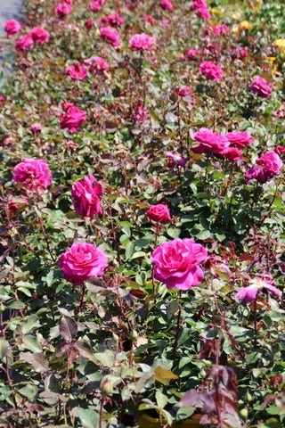 Speciale Roos (Rosa 'Blackberry Nip') 8 Speciale Roos (Rosa 'Blackberry Nip') - Afbeelding 6