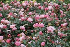 Grootbloemige Roos (Rosa 'Blue Girl') -Groene Wereld rosa blue girl 2