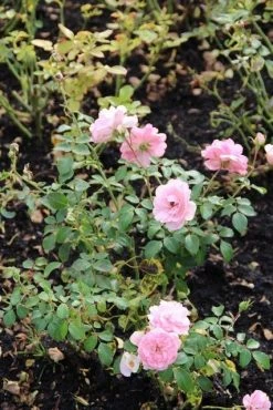 Trosroos (Rosa 'Bonica 82') 12 Trosroos (Rosa 'Bonica 82') -Groene Wereld rosa bonica 82 1 1