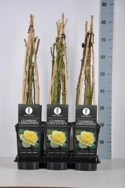 Klimroos (Rosa 'Climbing Chinatown') 7 Klimroos (Rosa 'Climbing Chinatown') -Groene Wereld rosa climbing chinatown in de winter 1