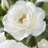 Klimroos (Rosa 'Climbing Schneewittchen') -Groene Wereld rosa climbing schneewittchen 1