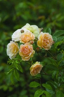 Klimroos (Rosa 'Ghislaine De Féligonde')