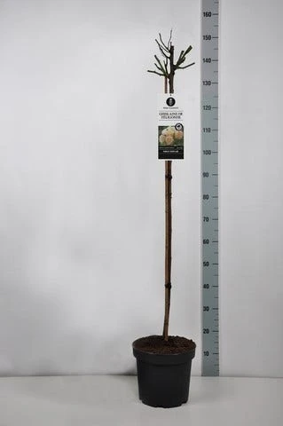 Klimroos (Rosa 'Ghislaine De Féligonde') 4 Klimroos (Rosa 'Ghislaine De Féligonde') - Afbeelding 2