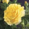 Klimroos (Rosa 'Golden Climber') 1 Klimroos (Rosa 'Golden Climber') -Groene Wereld rosa golden climber 2